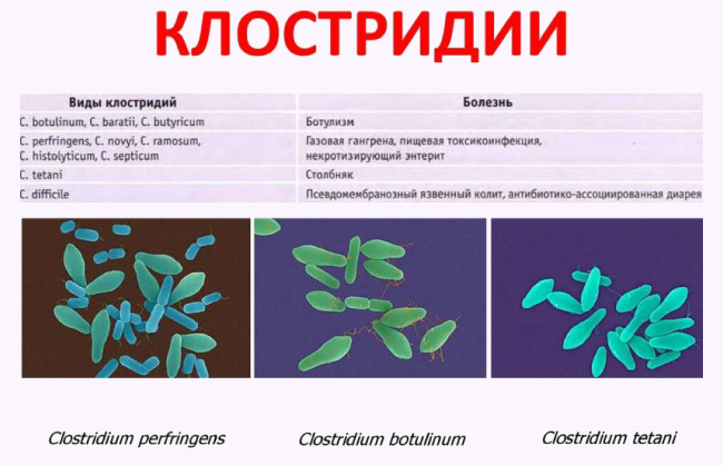 Бактерія Clostridium difficile, що викликає захворювання кишок