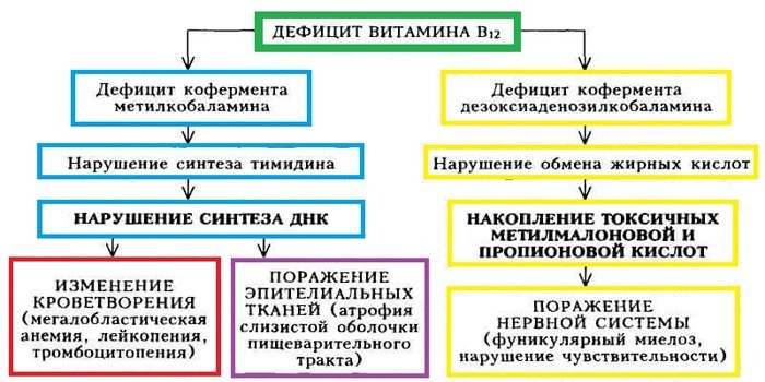 Дефіцит вітаміну В12 - ознаки у дітей, жінок та чоловіків
