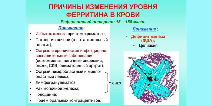 Феррітин у крові: норма, підвищений та знижений рівень у жінок, чоловіків та дітей