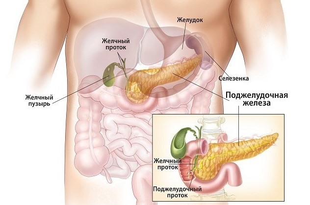 Де знаходиться підшлункова залоза у людини
