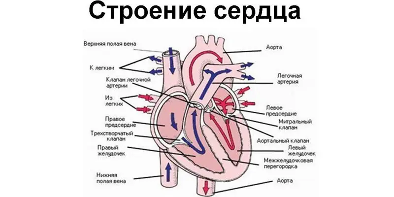 Гіпертрофія правого передсердя на ЕКГ: симптоми навантаження серця