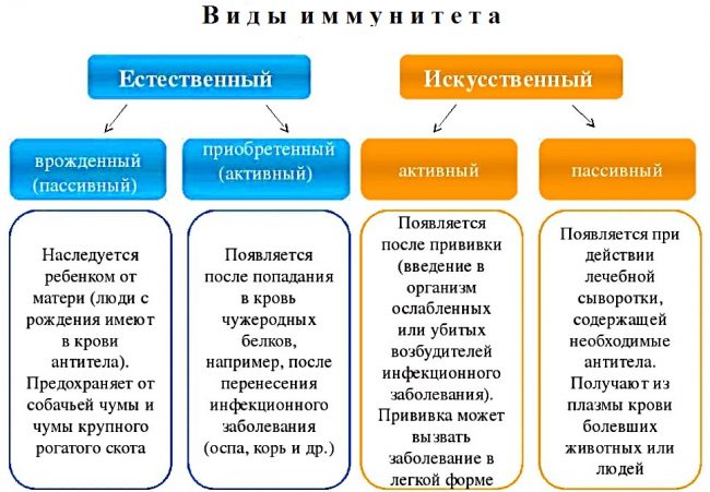 Імунна система людини