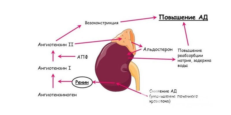 Первинний гіперальдостеронізм: клінічні рекомендації та діагностика