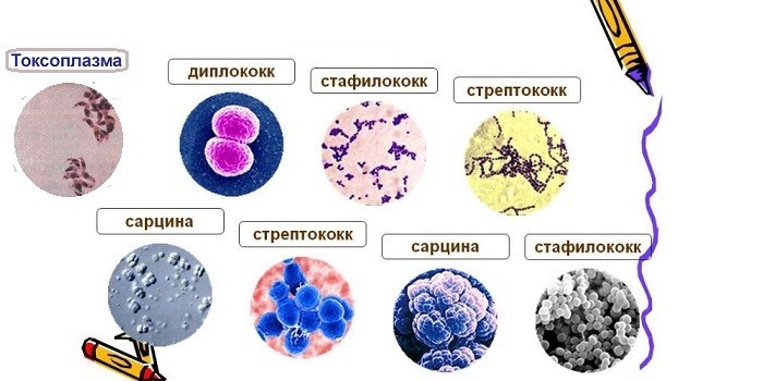 Чи заразен менінгіт - шляхи передачі інфекції у дітей та дорослих