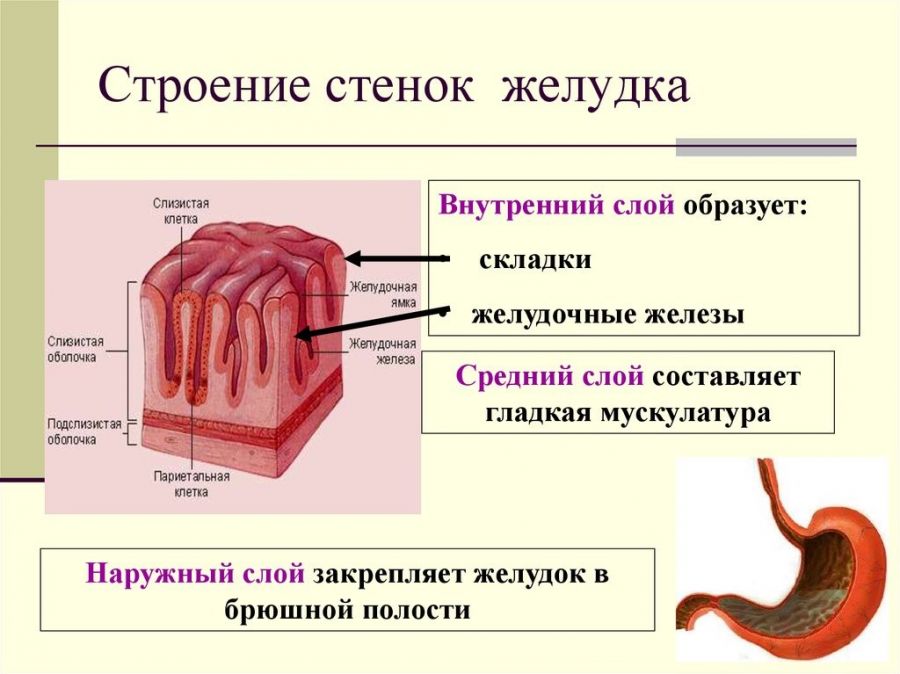 Шлунок: де знаходиться і як болить у людини, фото, будова та функції