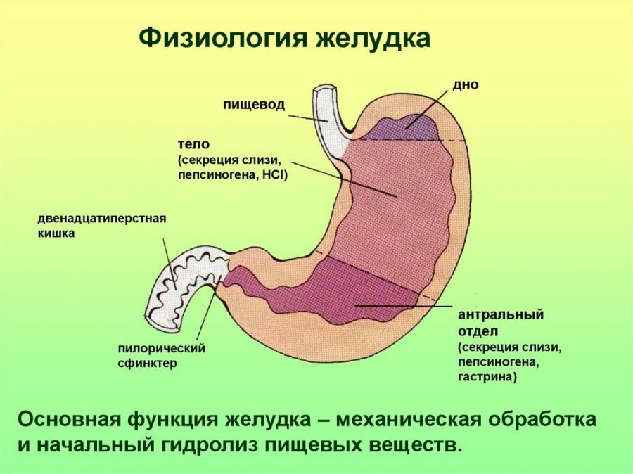 Шлунок: де знаходиться і як болить у людини, фото, будова та функції