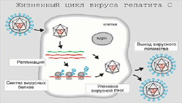 Антитіла до гепатиту C (сумарні), розшифровка аналізу на вірус