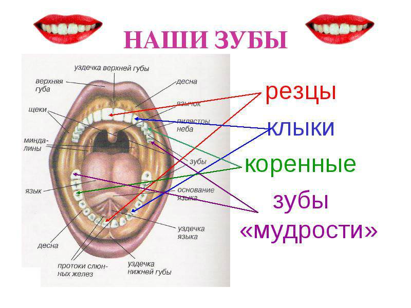 Очні зуби: які вони у людини, де знаходяться ікла, видалення