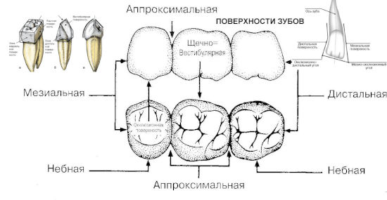 Будова зубів людини: анатомія, із чого складається поверхня, класифікація, функції