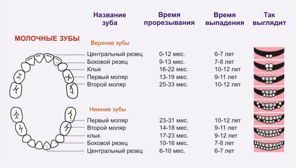 Будова зубів людини: анатомія, із чого складається поверхня, класифікація, функції