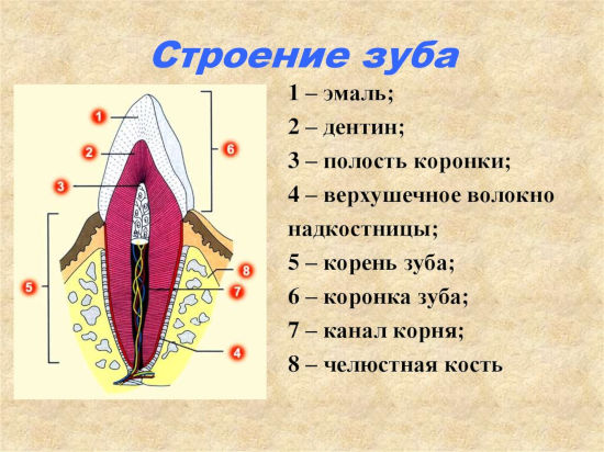 Будова зубів людини: анатомія, із чого складається поверхня, класифікація, функції