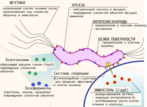 Аналіз крові на хелікобактер пілорі: розшифровка, норма антитіл, як здавати