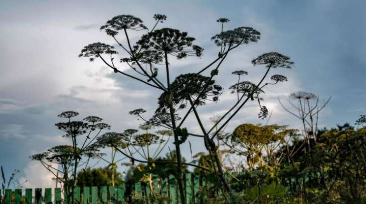 Біолог назвала відрізок часу, коли борщівник ще можна знищити