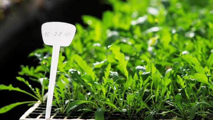 Дієтолог назвала корисні властивості руколи