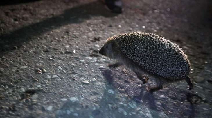 Лікар попередила про серйозну небезпеку зустрічі з диким їжаком