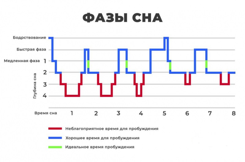 фазы сна человека по времени