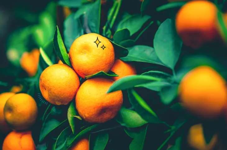 Мандаринова дієта: найсмачніший і найлегший спосіб схуднути перед Новим роком