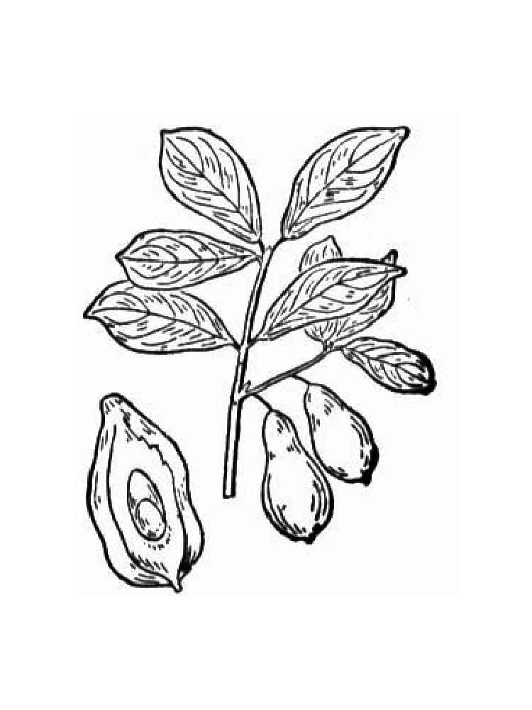 Розмальовка Авокадо