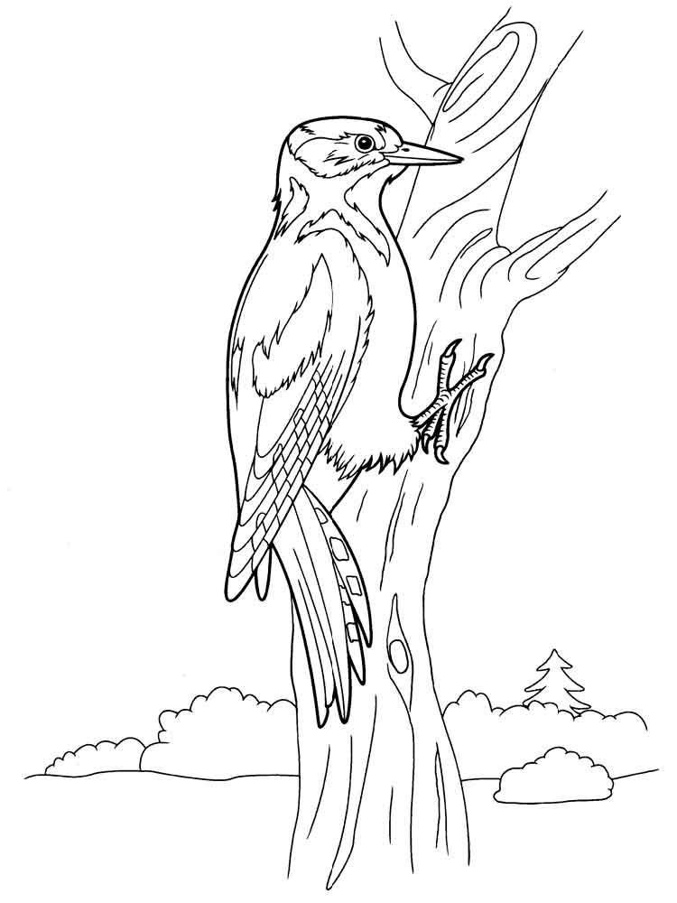 Розмальовка Дятел