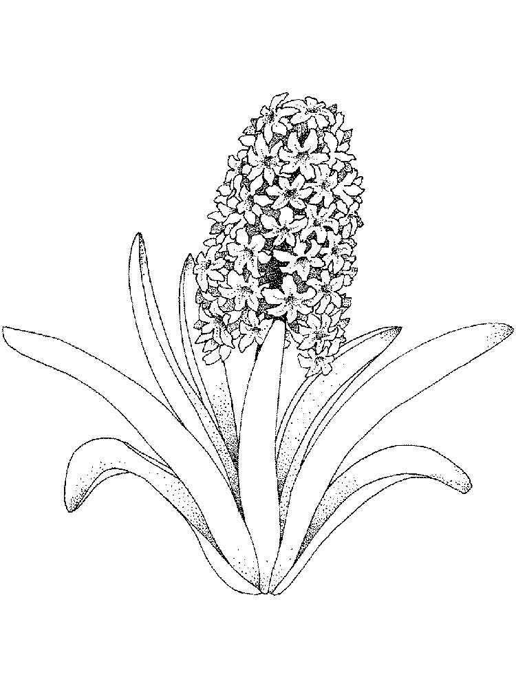 Розмальовка Гіацинт