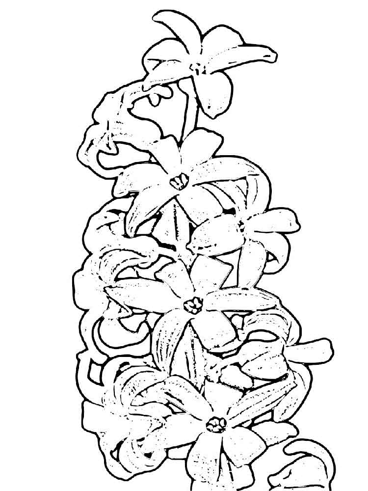 Розмальовка Гіацинт
