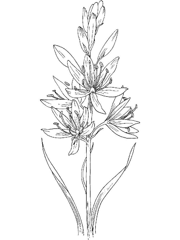 Розмальовка Гіацинт