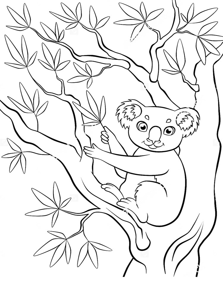 Розмальовка Коала