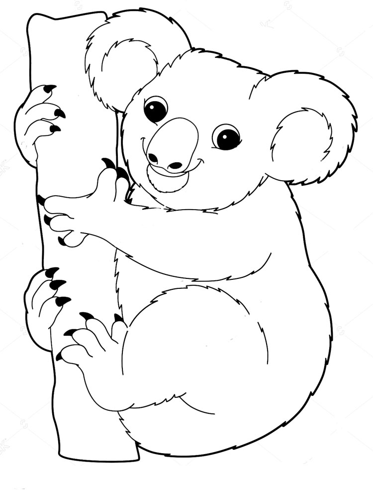 Розмальовка Коала