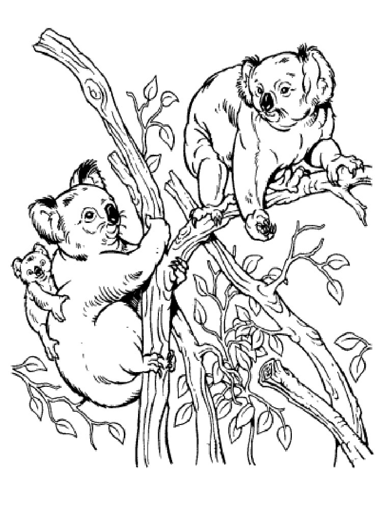 Розмальовка Коала
