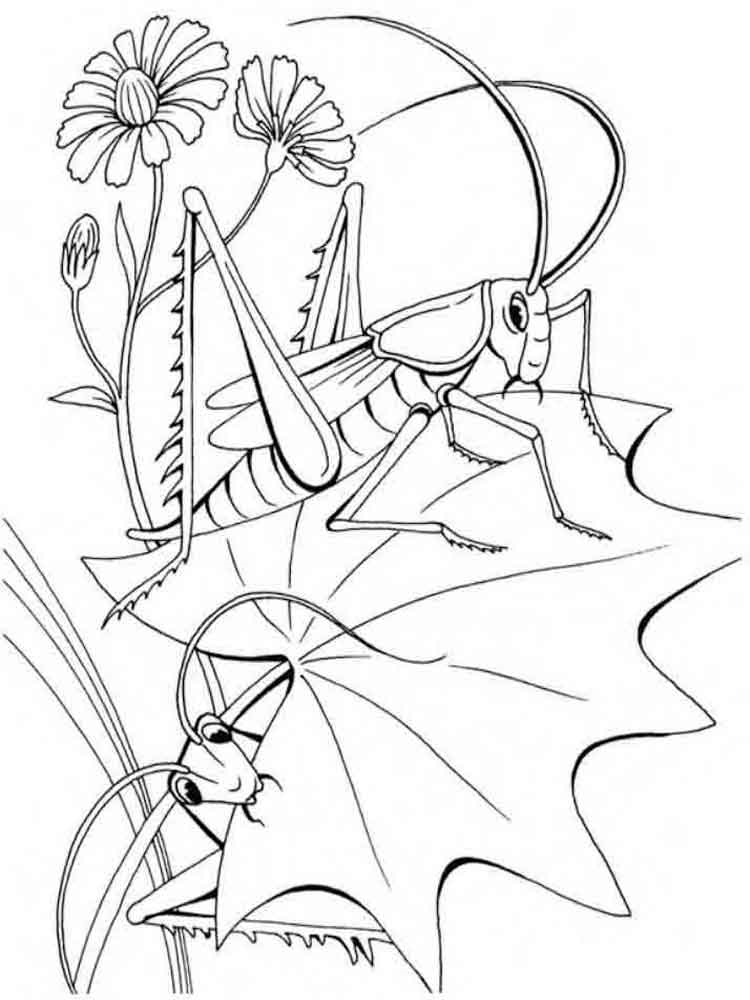 Розмальовка Коник