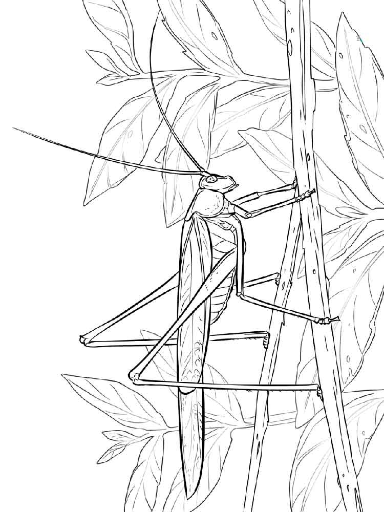 Розмальовка Коник