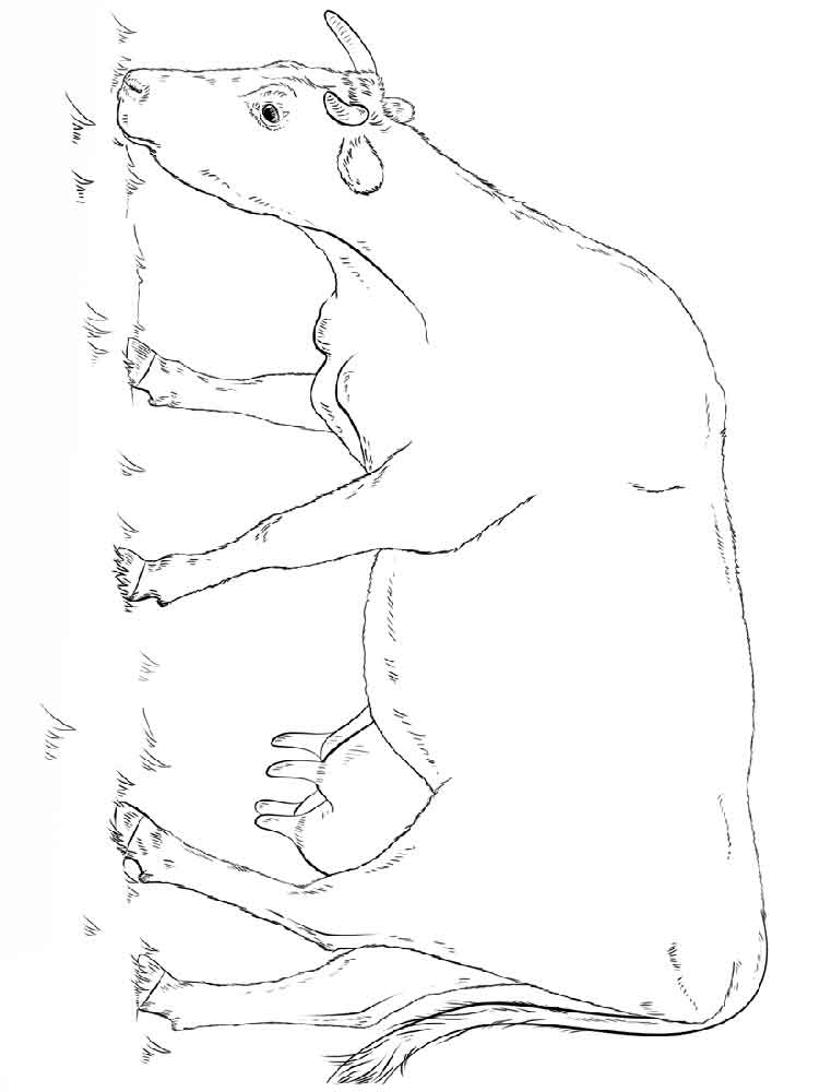 Розмальовка Корова