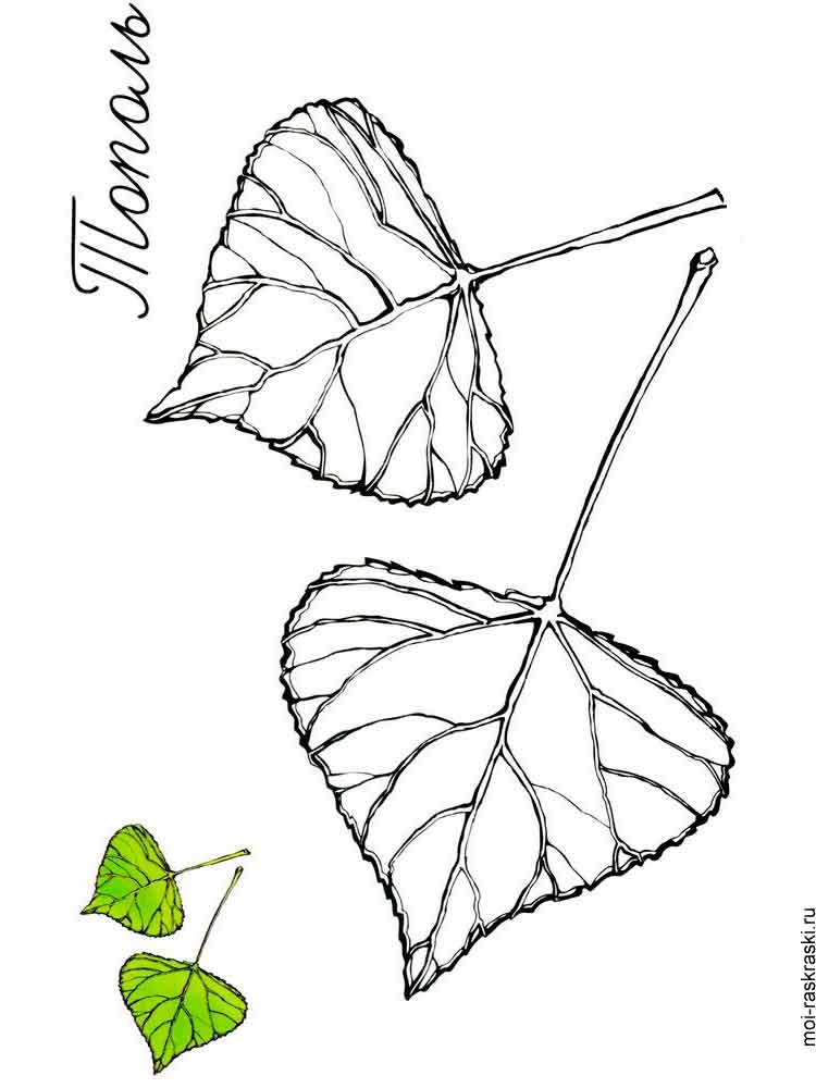 Розмальовка Листя дерев