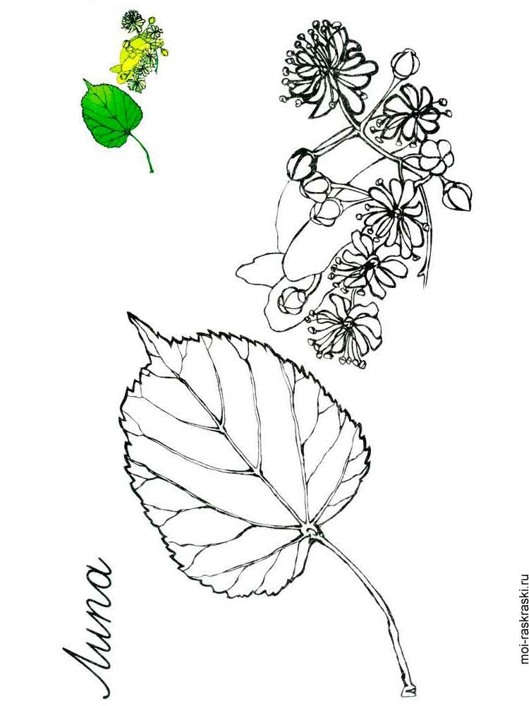 Розмальовка Листя дерев