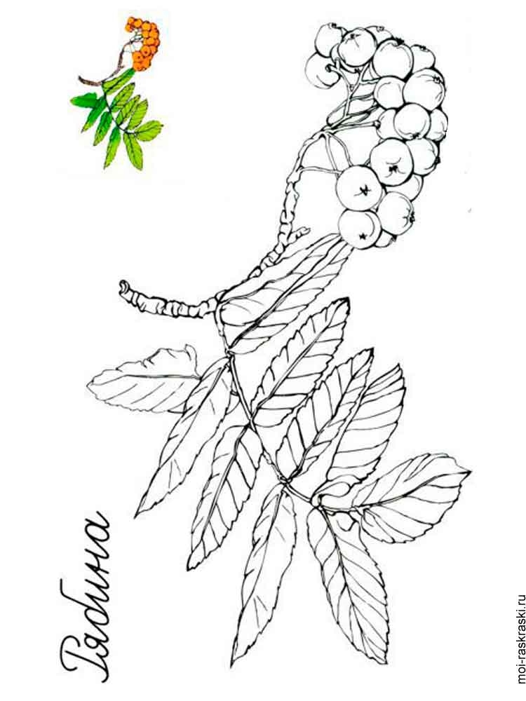 Розмальовка Листя дерев