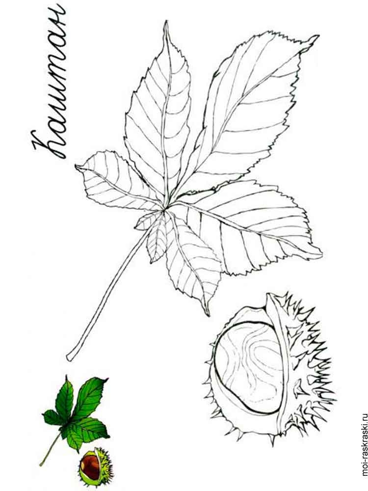 Розмальовка Листя дерев