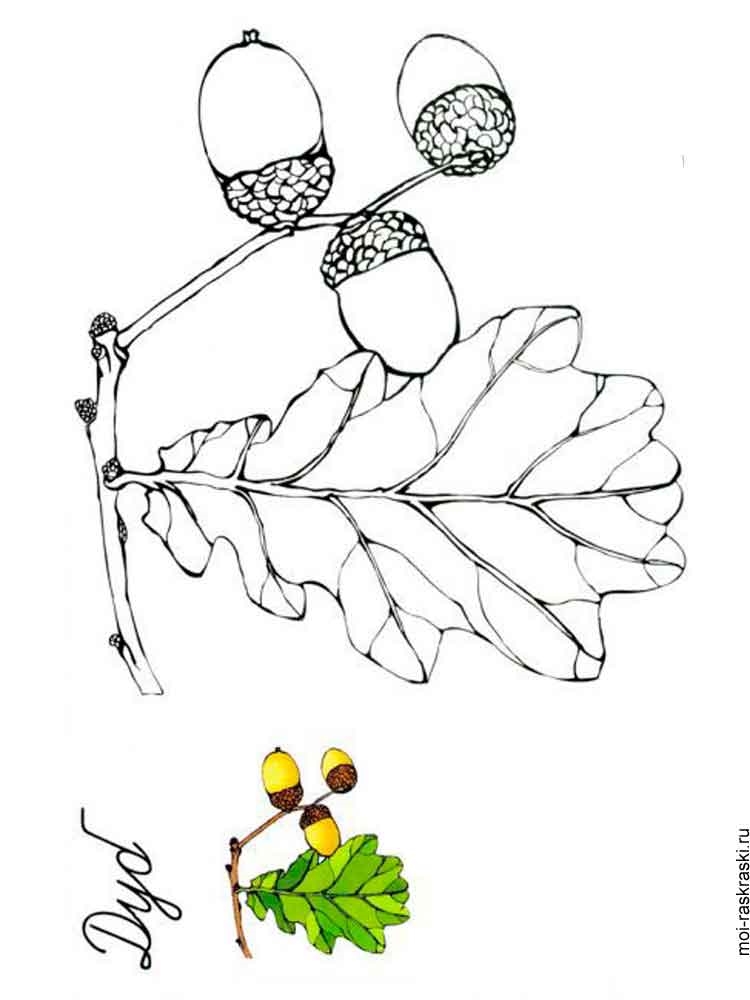 Розмальовка Листя дерев