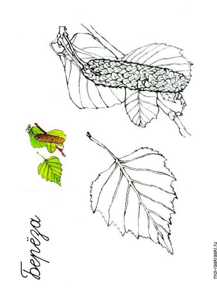 Розмальовка Листя дерев