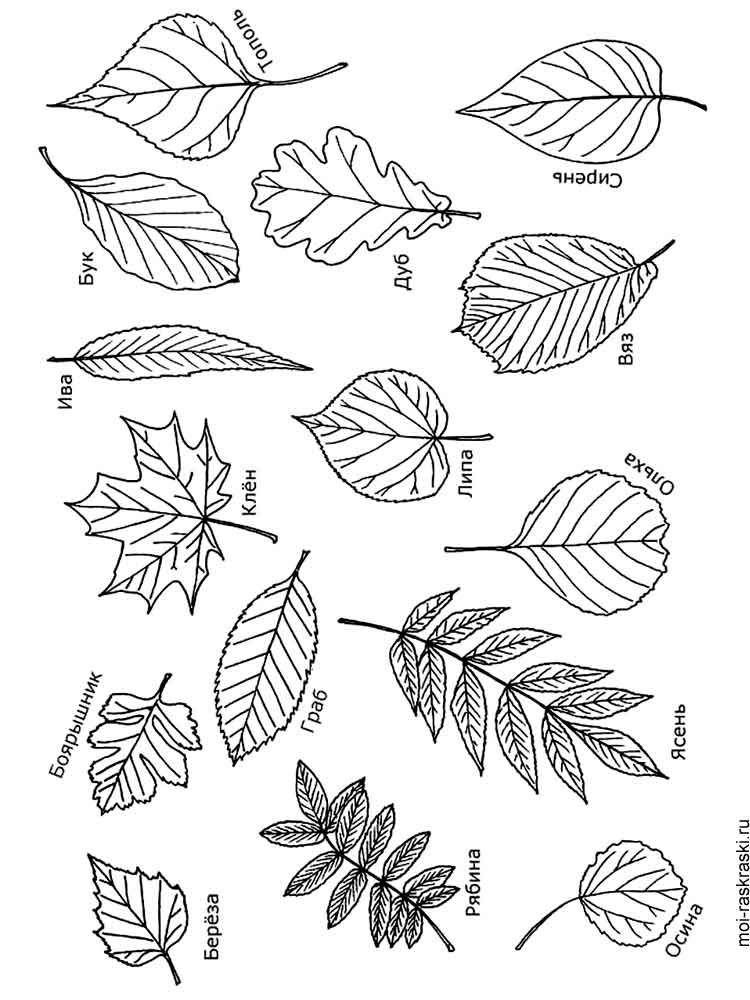 Розмальовка Листя дерев