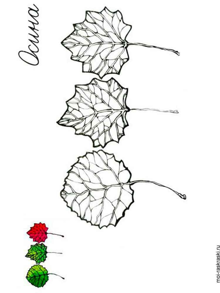 Розмальовка Листя дерев