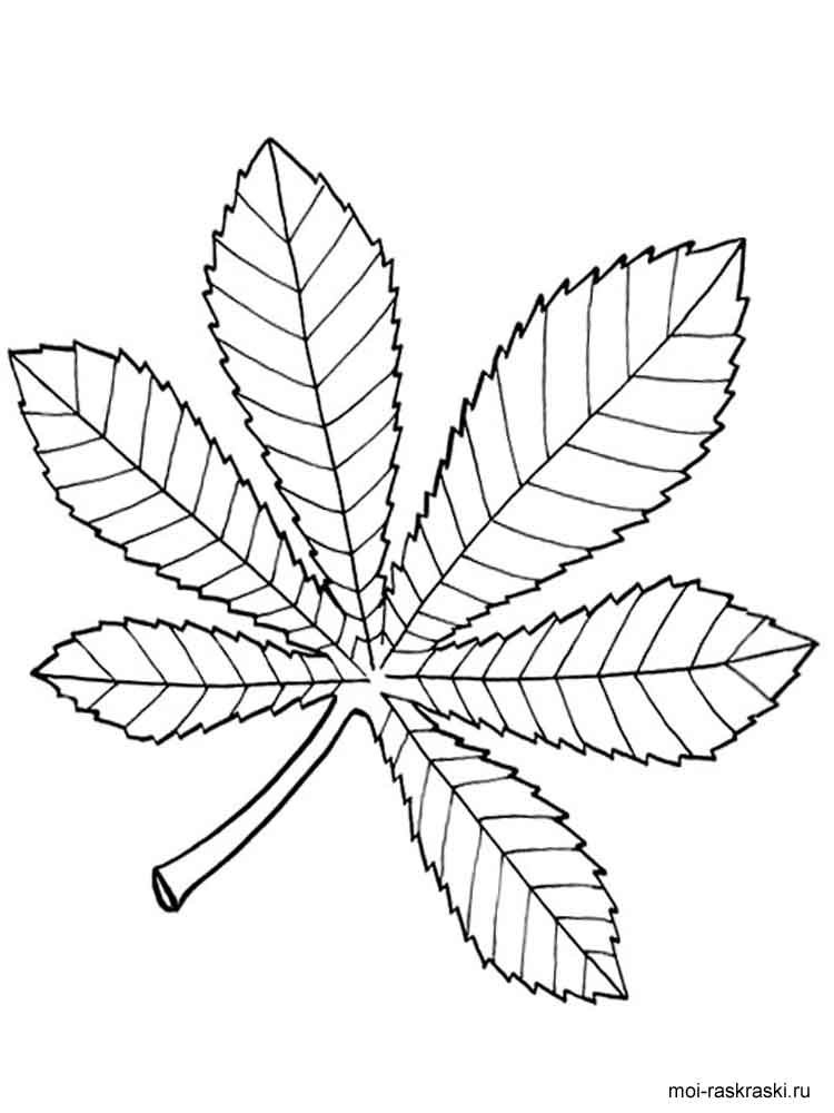 Розмальовка Листя дерев