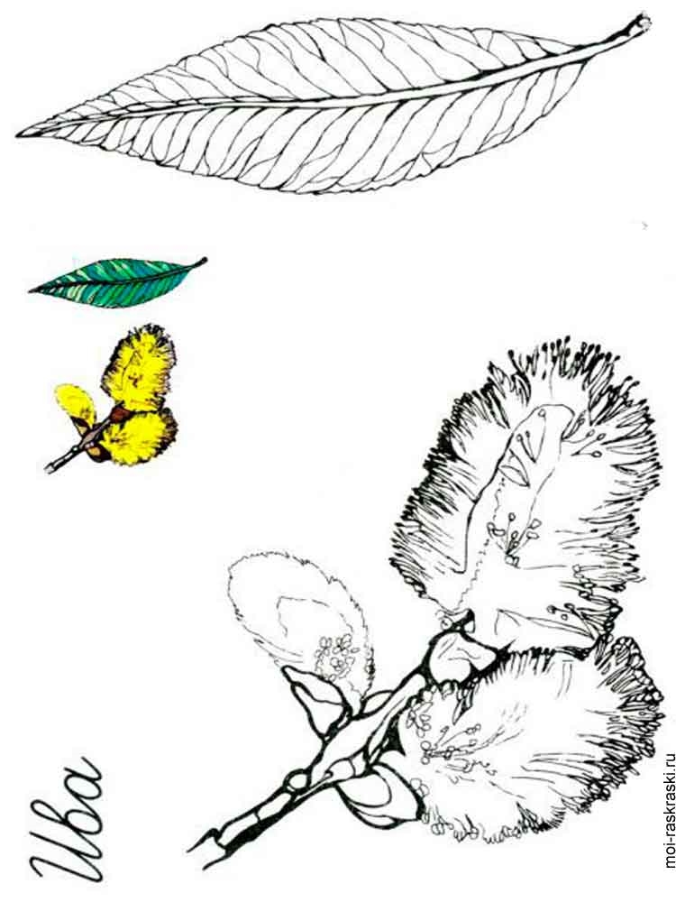 Розмальовка Листя дерев