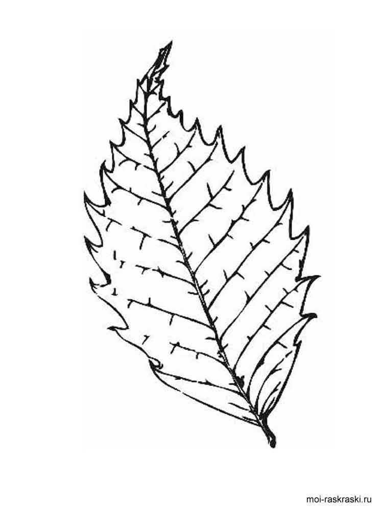 Розмальовка Листя дерев