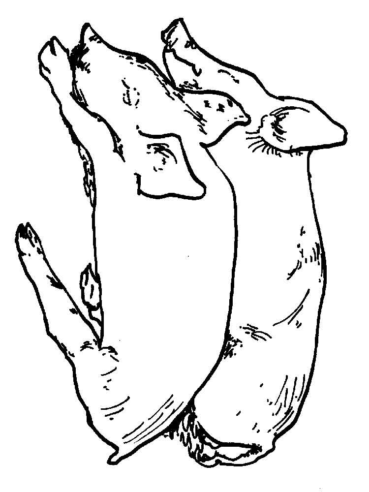 Розмальовка Свиня