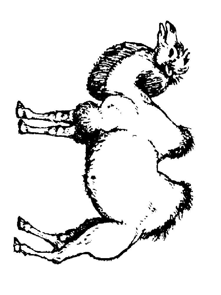 Розмальовка Верблюд