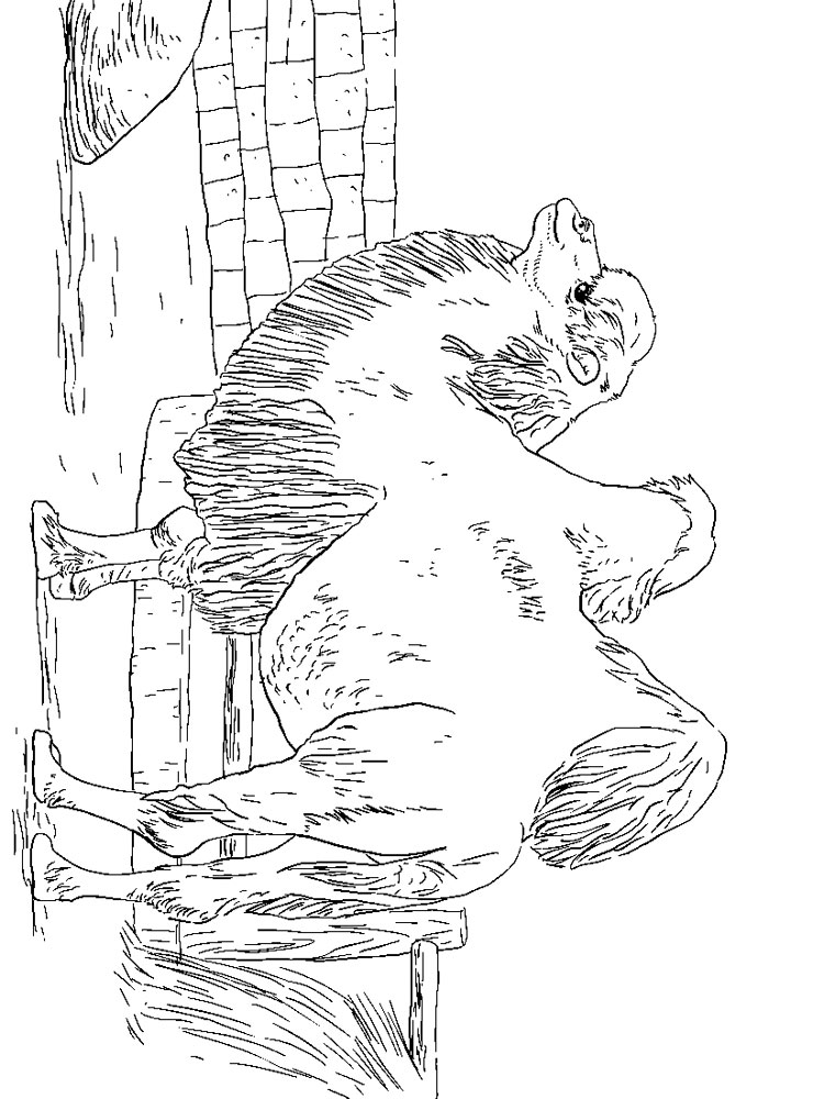 Розмальовка Верблюд