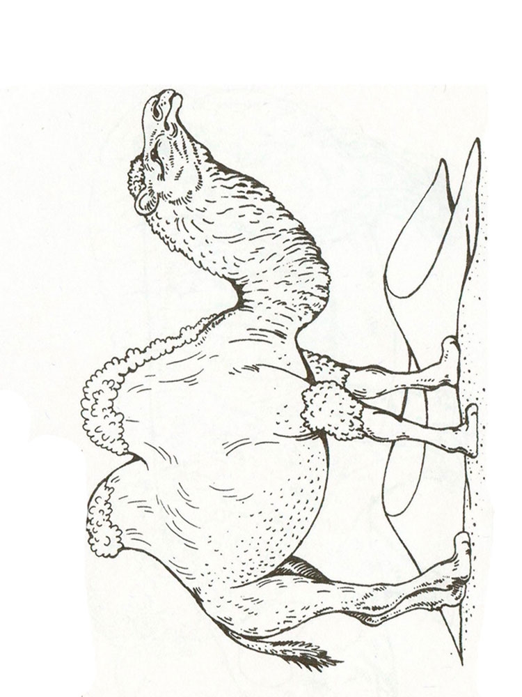 Розмальовка Верблюд