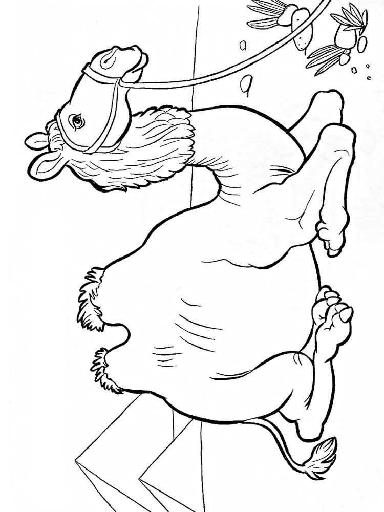 Розмальовка Верблюд