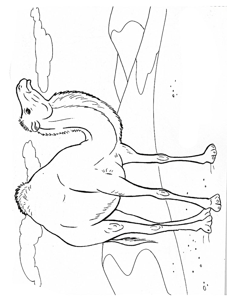 Розмальовка Верблюд