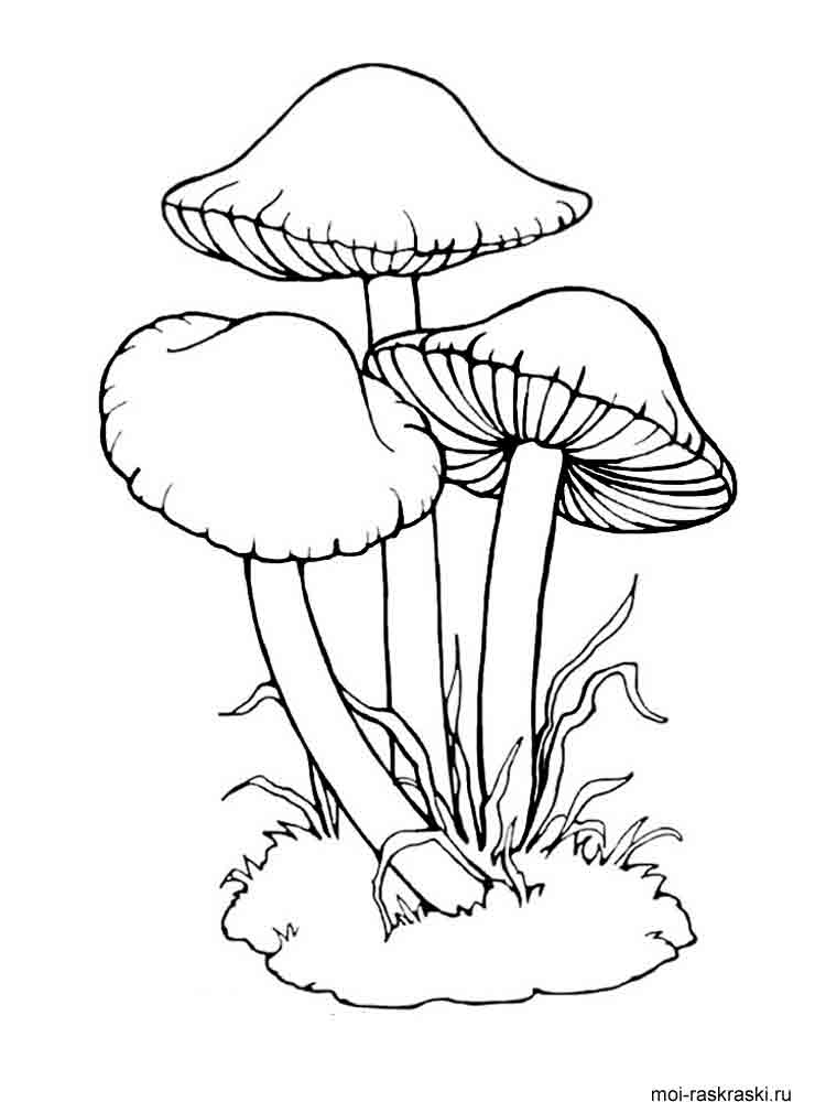 Розмальовки Гриби